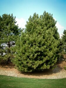 Сосна Чёрная (Pinus Nigra) купить по цене от 270.00р. в интернет-магазине «Посадика» с доставкой почтой в в Макарове и по всей России – [изображение №1].