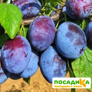 Слива Чачакская ранняя купить по цене от 229.00р. в интернет-магазине «Посадика» с доставкой почтой в в Макарове и по всей России – [изображение №1].