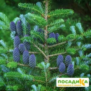 Пихта корейская (Abies koreana) купить по цене от 450.00р. в интернет-магазине «Посадика» с доставкой почтой в в Макарове и по всей России – [изображение №1].