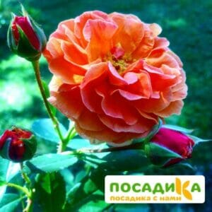 Роза Арабия купить по цене от 350.00р. в интернет-магазине «Посадика» с доставкой почтой в в Макарове и по всей России – [изображение №1].