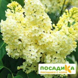 Сирень Примроуз (Primrose) купить по цене от 529.00р. в интернет-магазине «Посадика» с доставкой почтой в в Макарове и по всей России – [изображение №1].