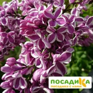 Сирень Сенсация купить по цене от 529.00р. в интернет-магазине «Посадика» с доставкой почтой в в Макарове и по всей России – [изображение №1].