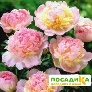 Пион Распберри Сандей (Paeonia Raspberry Sundae) купить по цене от 959р. в интернет-магазине «Посадика» с доставкой почтой в в Макарове и по всей России – [изображение №1].