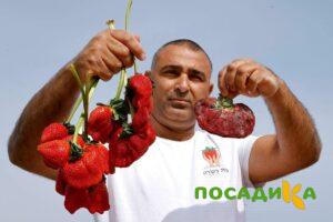 Клубника Гигант Джорнея купить по цене от 266р. в интернет-магазине «Посадика» с доставкой почтой в в Макарове и по всей России – [изображение №1].