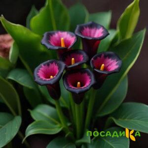 Калла Аура Лейс купить по цене от 400р. в интернет-магазине «Посадика» с доставкой почтой в в Макарове и по всей России – [изображение №1].
