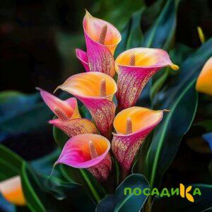 Калла Оникс купить по цене от 450р. в интернет-магазине «Посадика» с доставкой почтой в в Макарове и по всей России – [изображение №1].