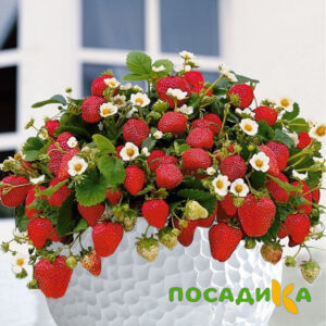 Клубника Рубиновый Шепот (горшечная) купить по цене от 240р. в интернет-магазине «Посадика» с доставкой почтой в в Макарове и по всей России – [изображение №1].