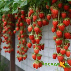 Клубника вьющаяся Комплимент купить по цене от 470р. в интернет-магазине «Посадика» с доставкой почтой в в Макарове и по всей России – [изображение №1].