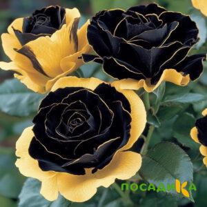 Роза Ханни Сикл купить по цене от 700р. в интернет-магазине «Посадика» с доставкой почтой в в Макарове и по всей России – [изображение №1].