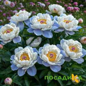 Пион акварельный Этюд купить по цене от 806р. в интернет-магазине «Посадика» с доставкой почтой в в Макарове и по всей России – [изображение №1].