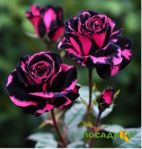 Роза Багровый Шепот купить по цене от 366р. в интернет-магазине «Посадика» с доставкой почтой в в Макарове и по всей России – [изображение №1].