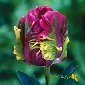 Тюльпан Экзотик Хэвен купить по цене от 186р. в интернет-магазине «Посадика» с доставкой почтой в в Макарове и по всей России – [изображение №1].