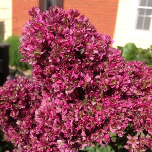 Флокс Филингс купить по цене от 329р. в интернет-магазине «Посадика» с доставкой почтой в в Макарове и по всей России – [изображение №1].