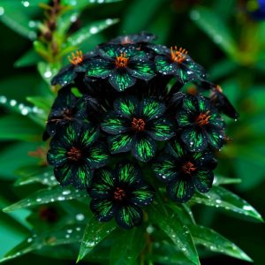 Флокс Ривьера купить по цене от 299р. в интернет-магазине «Посадика» с доставкой почтой в в Макарове и по всей России – [изображение №1].