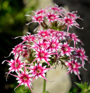 Флокс Метельчатый Путь купить по цене от 456р. в интернет-магазине «Посадика» с доставкой почтой в в Макарове и по всей России – [изображение №1].