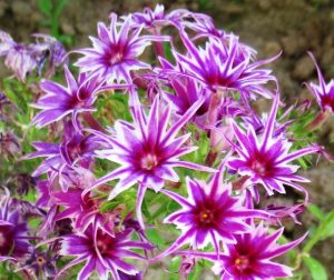 Флокс Звездное Кружево купить по цене от 361р. в интернет-магазине «Посадика» с доставкой почтой в в Макарове и по всей России – [изображение №1].